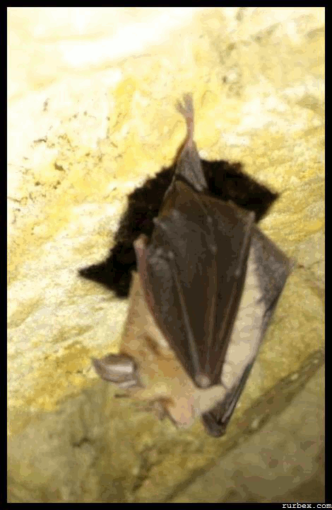 GIF chauves-souris