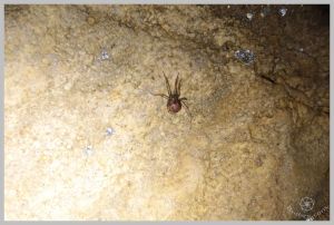 under-castle-rurbex-urbex-underground-grotte-14