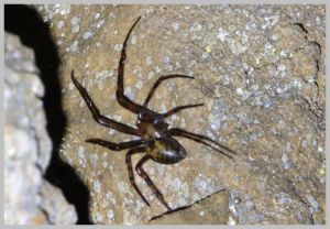 under-castle-rurbex-urbex-underground-grotte-araignee